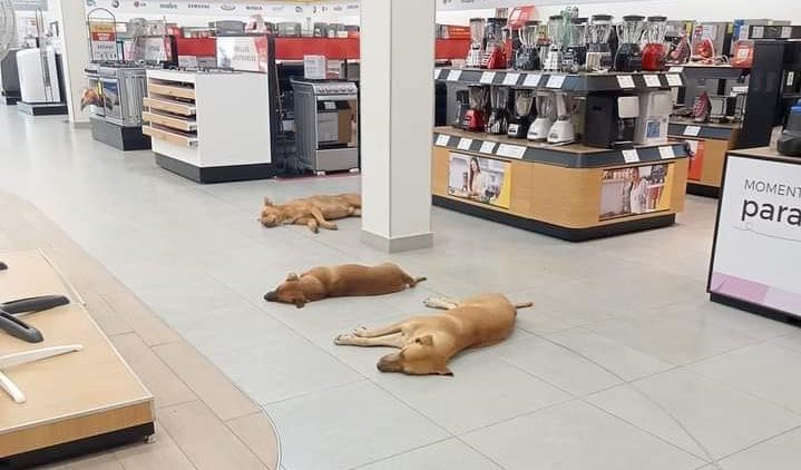 México es demasiado caluroso para perros callejeros.  El multimillonario abre las puertas de sus tiendas