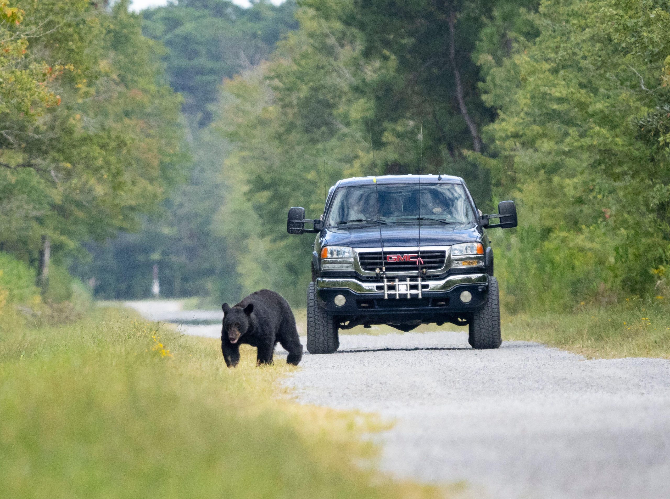 Inseguire gli orsi in auto è un reato». Avvertimento del Servizio foreste Trentino - Petme