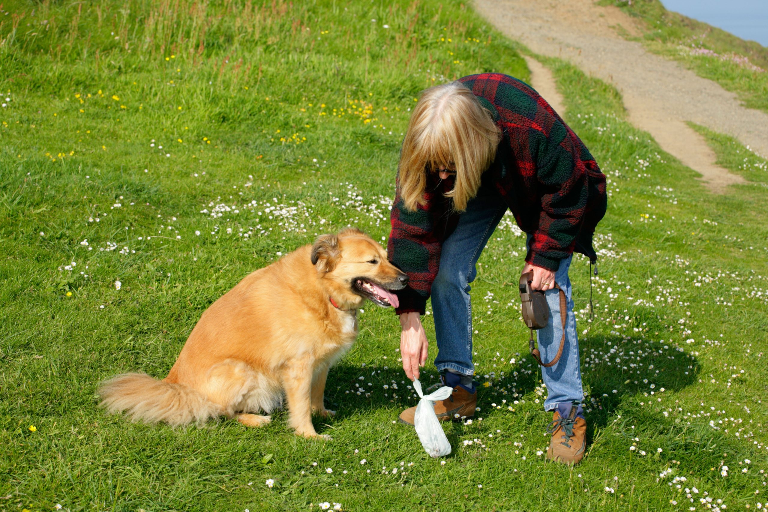 Cosa succede al padrone che non raccoglie i bisogni del cane per strada? -  Petme