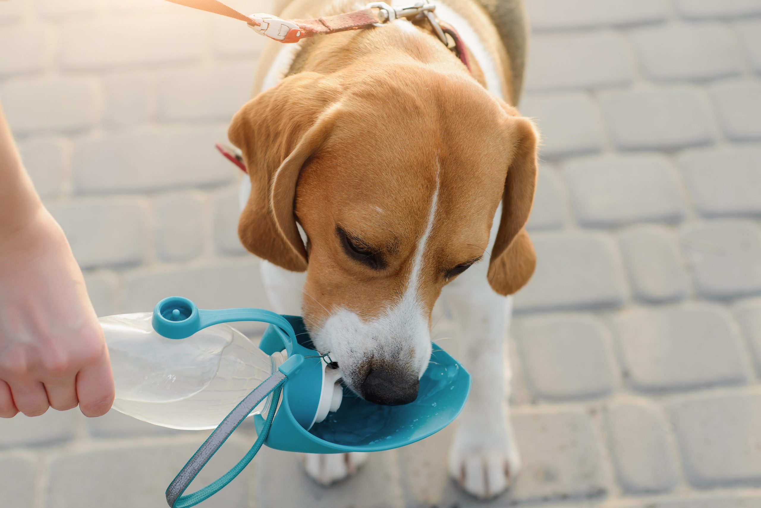 Caldo, il vademecum di ENPA per proteggere gli animali domestici - News Petme