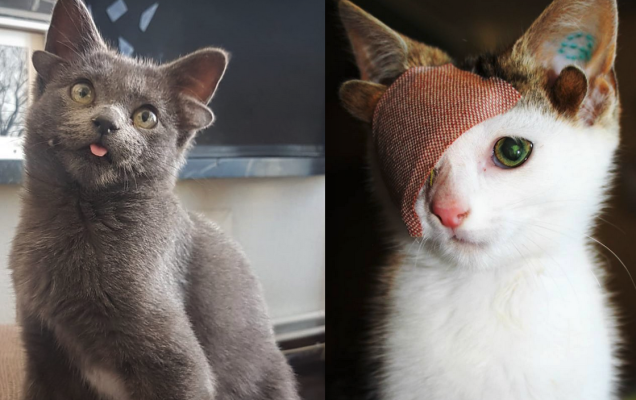 Midas e Frankie, gatti speciali con quattro orecchie - Petme