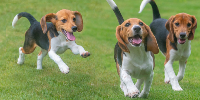 Un anno di libertà, lo festeggiano i 4000 beagle salvati dall ...