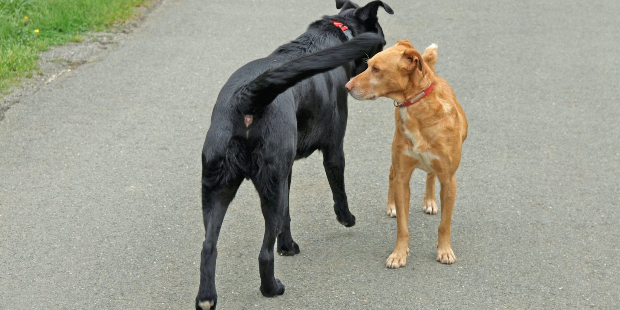Il calore nel cane femmina. E nel maschio? News Petme