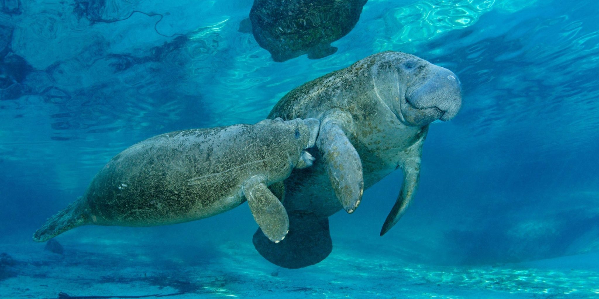 I lamantini e il mito delle sirene News Petme