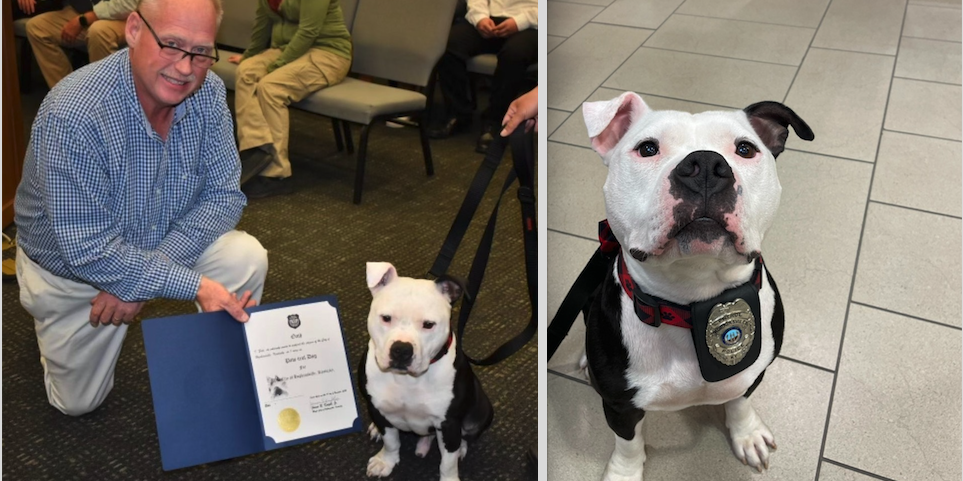 Bolo, il pit bull con il distintivo adottato dalla Polizia - News Petme