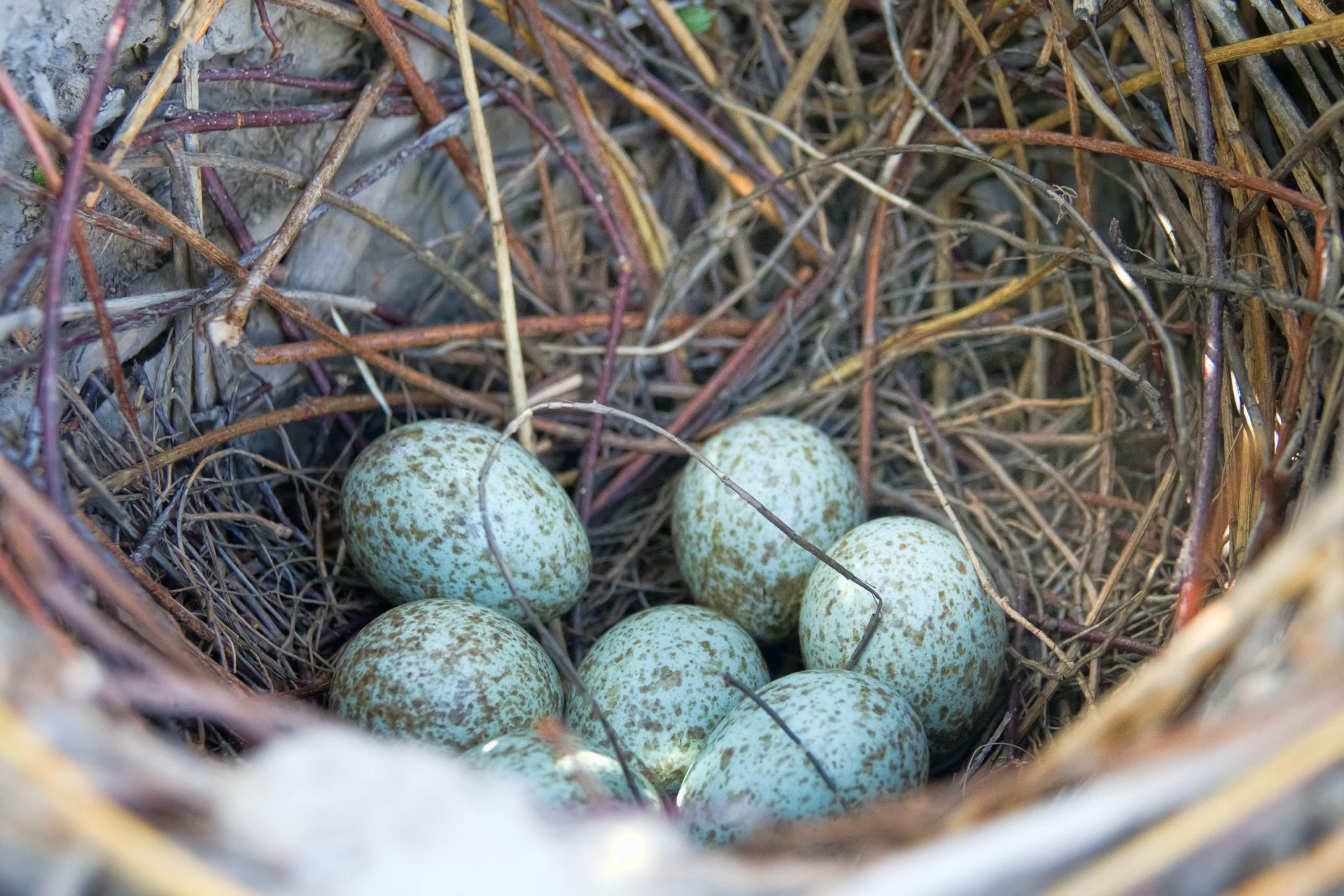 Alla scoperta della gazza ladra: ecco perché "ruba" e fa le uova
