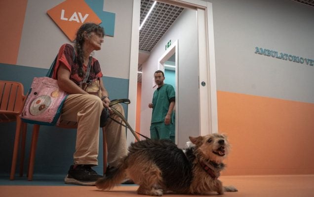 In un ambulatorio veterinario di Roma, una persona è seduta su una panchina e tiene al guinzaglio un cagnolino, mentre sullo sfondo si vedono membri dello staff LAV che si prendono cura di altri pazienti.