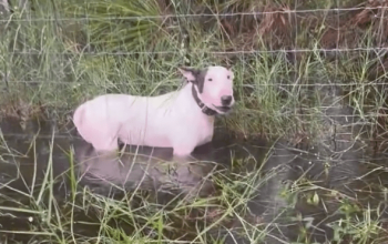 Un cane bianco, come un faro di resilienza dopo un uragano, è fermo in acqua bassa accanto a una recinzione erbosa, con laria vigile.