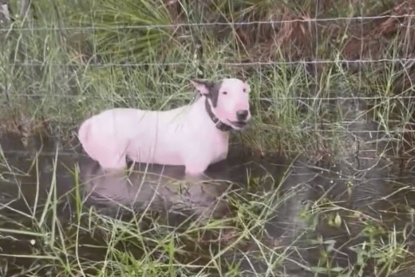 Un cane bianco, come un faro di resilienza dopo un uragano, è fermo in acqua bassa accanto a una recinzione erbosa, con laria vigile.