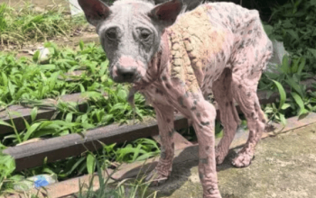 Un cane con gravi piaghe cutanee è in piedi su una zona erbosa ricoperta di vegetazione.
