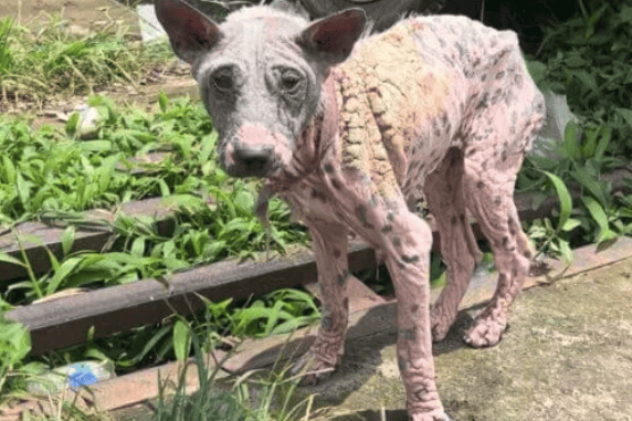Un cane con gravi piaghe cutanee è in piedi su una zona erbosa ricoperta di vegetazione.
