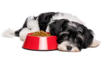 variazione nell'appetito del cane