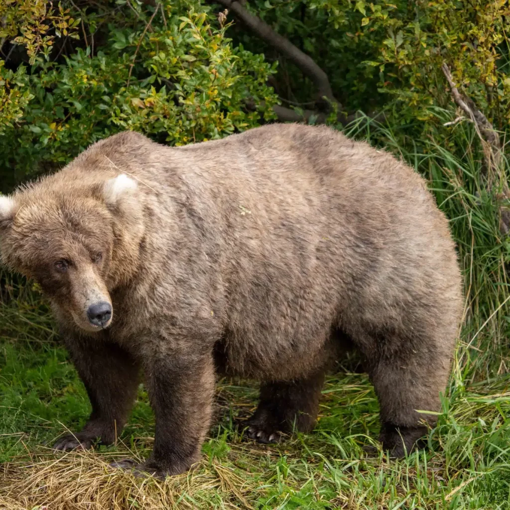 Un grande orso bruno è in piedi su un terreno erboso, circondato da una fitta vegetazione verde. Lorso guarda leggermente di lato, con il corpo rivolto verso losservatore.