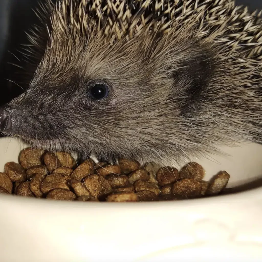 Un piccolo riccio con aculei appuntiti è seduto in una ciotola bianca piena di cibo per animali marrone e arrotondato. La testa del riccio è leggermente girata di lato e sembra guardarsi intorno con curiosità.