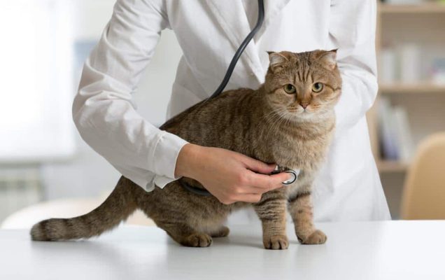 Problemi respiratori nel gatto 