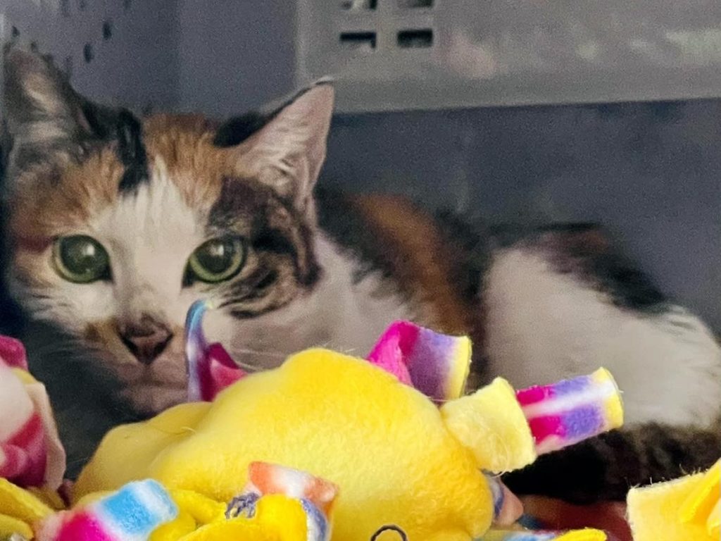 Il gatto dagli occhi verdi si nasconde dietro i peluche in penombra.