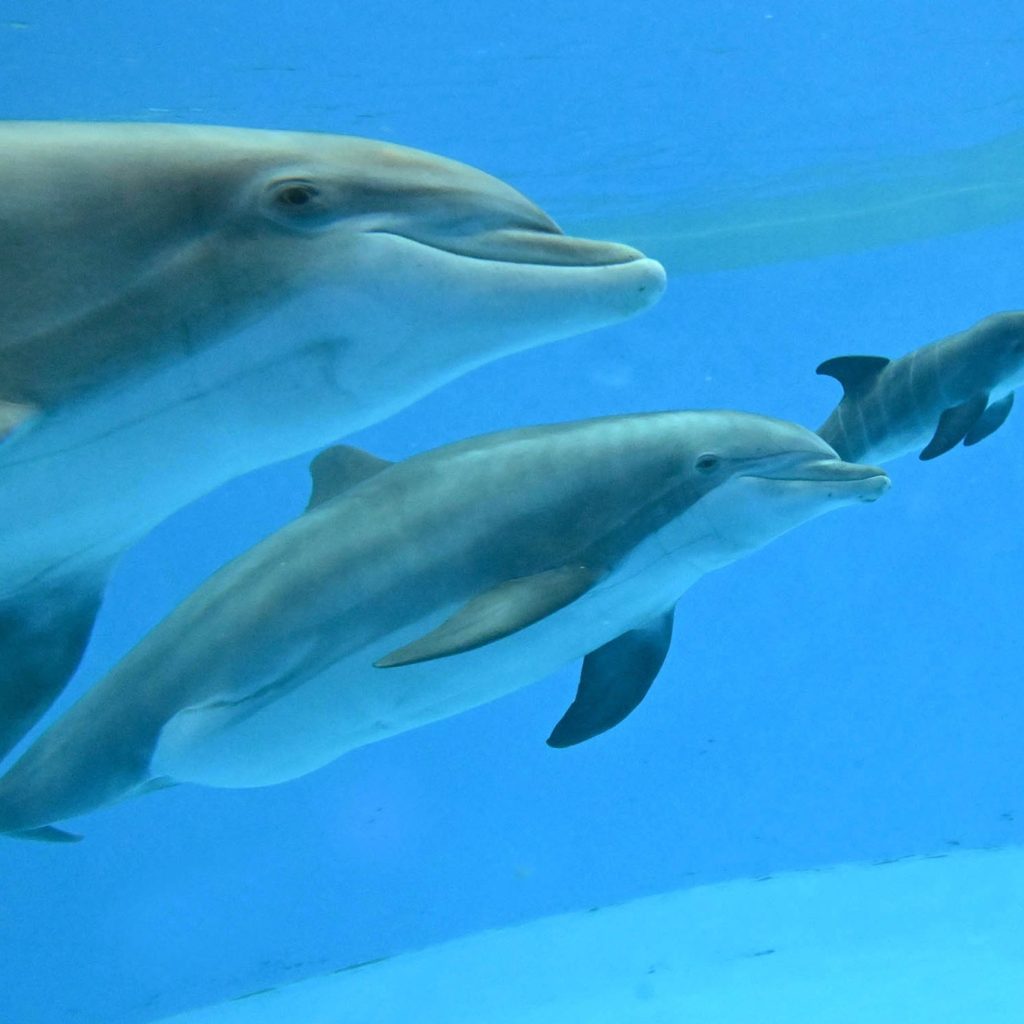 Tre delfini nuotano sott'acqua in acque azzurre e limpide.