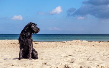 Cane al mare