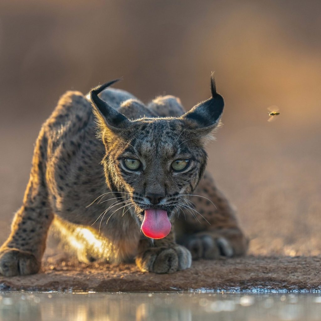 La lince beve l'acqua mentre un insetto volteggia: è il momento della natura.