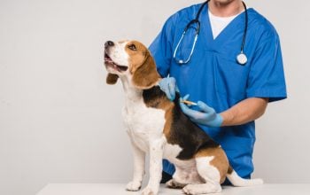 Cane, Microchip