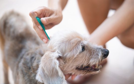 Cane, Antiparassitario