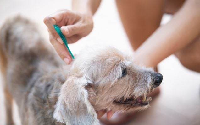 Cane, Antiparassitario