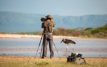 Animali selvatici, fotografia naturalistica