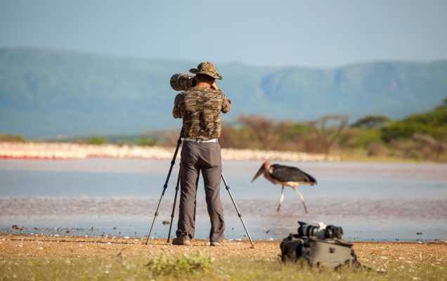 Animali selvatici, fotografia naturalistica