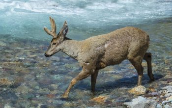Huemul, Cervo delle Ande