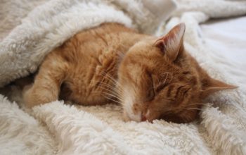 Gatto che dorme