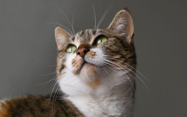 Gatto soriano