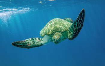 Tartaruga marina, Caretta caretta