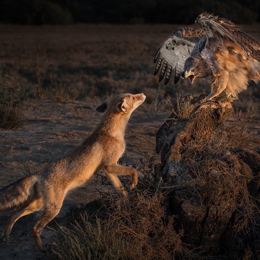 Una volpe affronta un grande uccello al tramonto su un terreno impervio: una bellezza selvaggia.