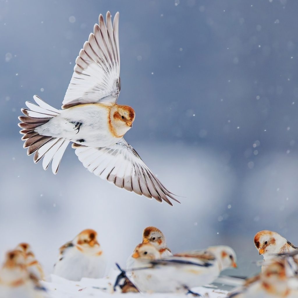 Piccoli uccelli marroni e bianchi sulla neve; uno vola sopra di loro.