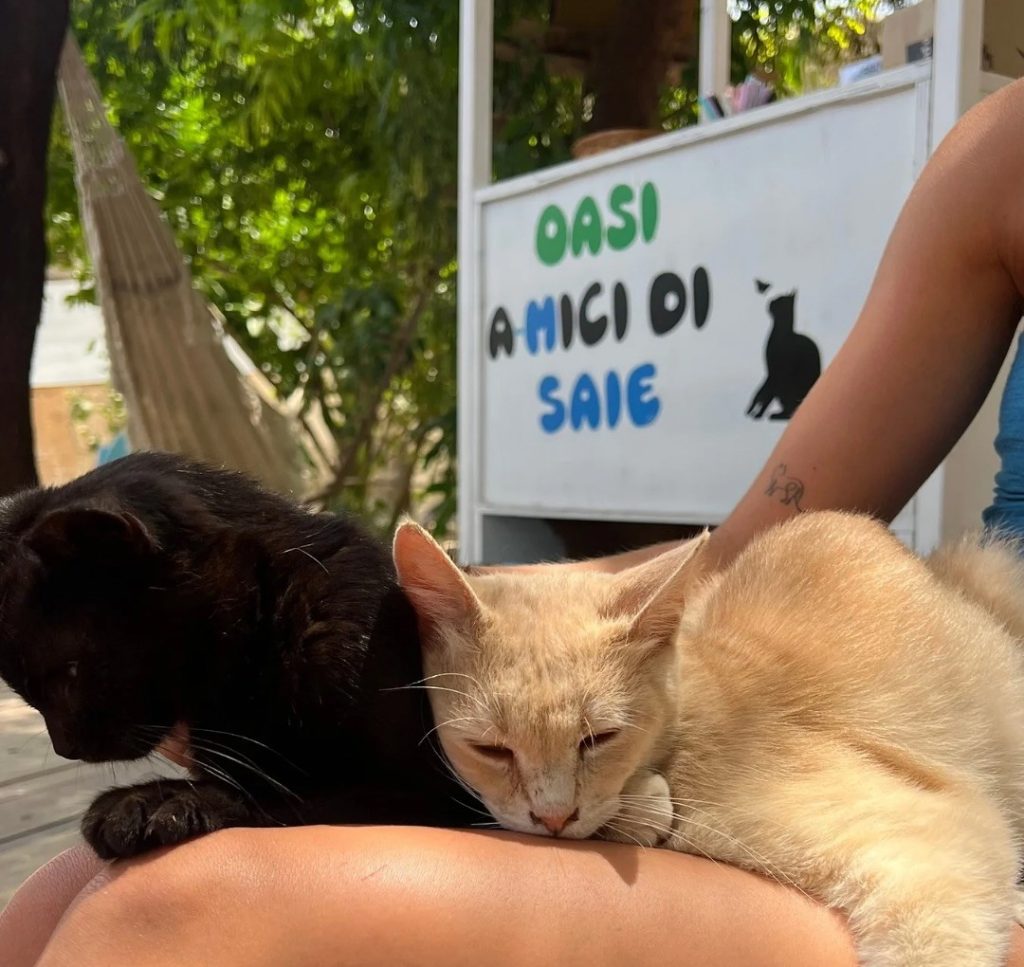 Due gatti riposano su un grembo accanto a un cartello dell'Oasi Amici di Saie.