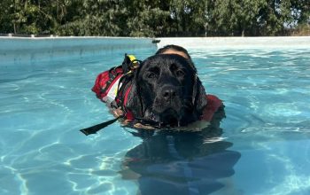 Piscina per cani