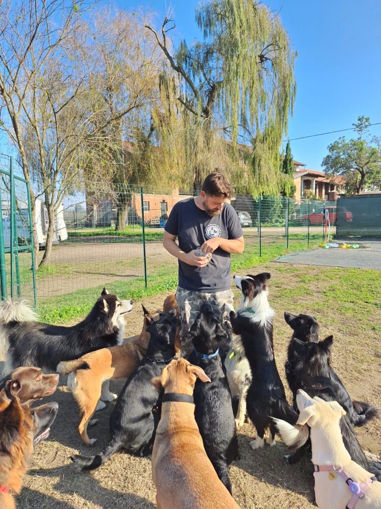 Il dog sitter sta in piedi mentre molti cani attendono le leccornie nel cortile recintato.