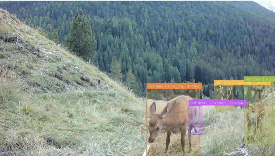 Vitello di cervo rosso tracciato da MammAlps AI nel suo habitat alpino.