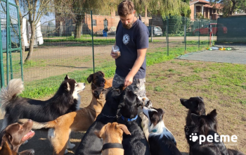 Alessandro IL DogSitter