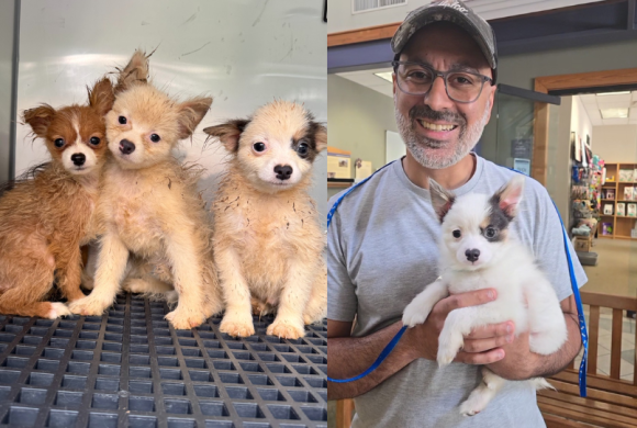 Puppy mills