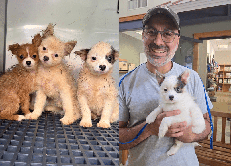 Puppy mills