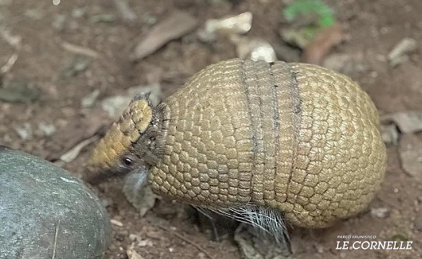 Armadillo cammina sul terreno vicino a una roccia al Parco Le Cornelle.