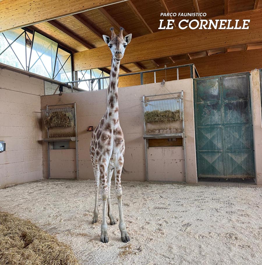 Giovane giraffa nel recinto del Parco delle Cornelle, Italia.