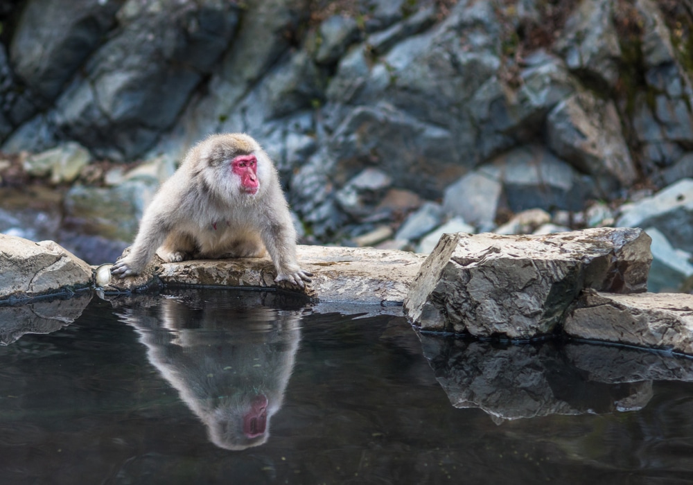 Un macaco osserva il suo riflesso in una sorgente calda su un terreno roccioso.