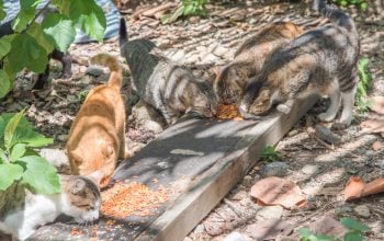Comuni amici dei gatti
