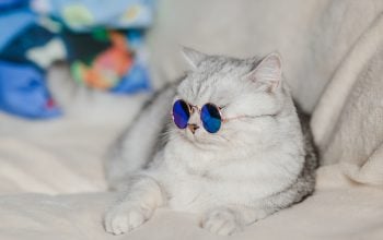 Cat Video Fest