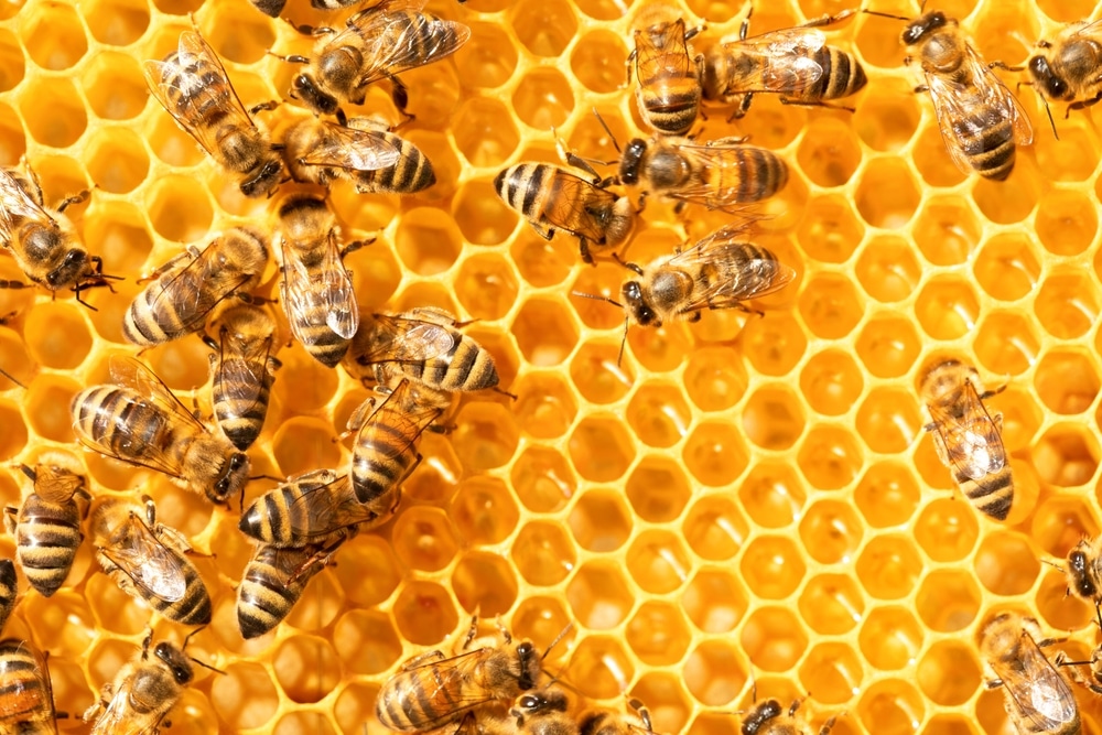 Le api da miele sul favo mostrano il loro ruolo vitale nella biodiversità.