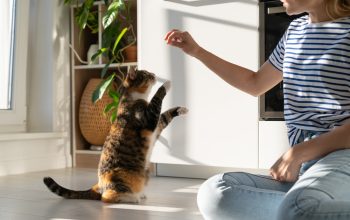 Capire segnali del gatto