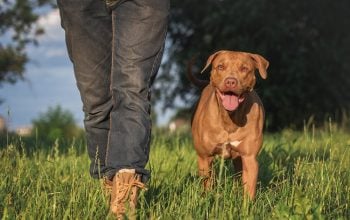 Patentino cani impegnativi