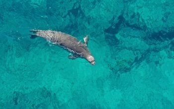 Foca monaca Napoli